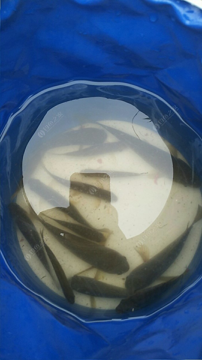 玉米釣草魚絕招_釣玉米絕招草魚視頻_釣玉米絕招草魚怎么釣