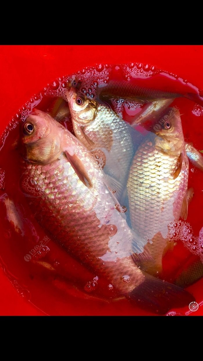 釣鯉魚的技巧有哪些?_釣鯉魚教程_釣鯉魚技巧有幾種