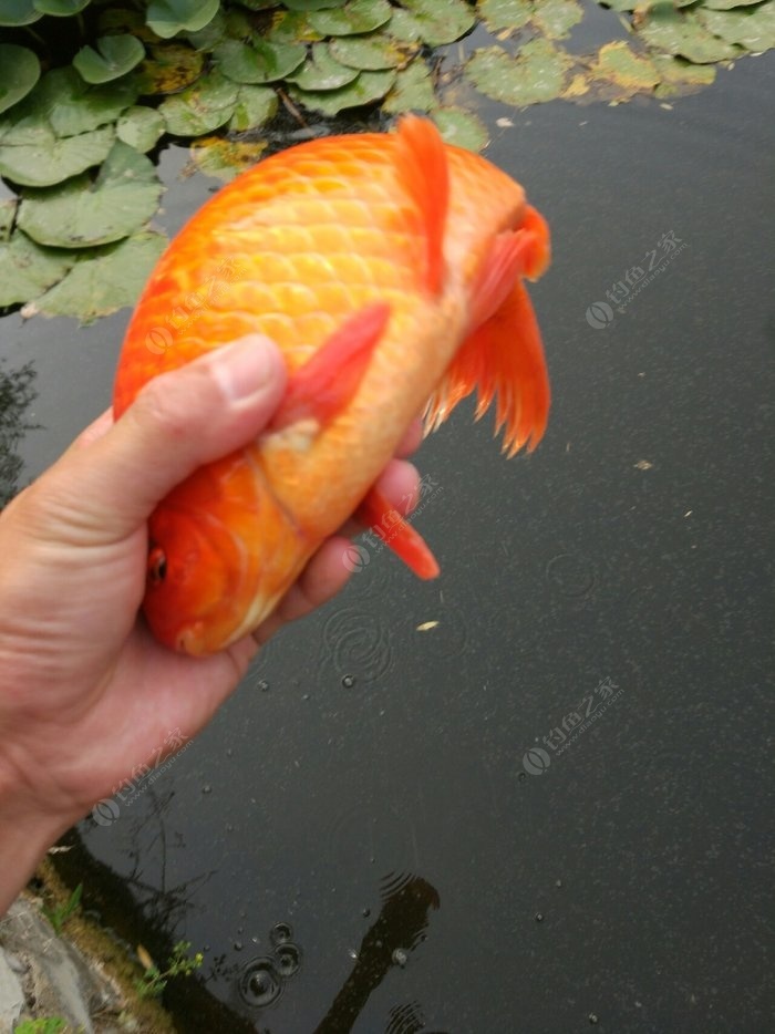 刺鯽魚圖片_鯽魚的刺多不多_刺鯽魚餌價格