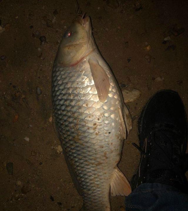 釣鯉魚正確調漂法_釣鯉魚調漂的正確方法_釣鯉魚正確調漂怎么調
