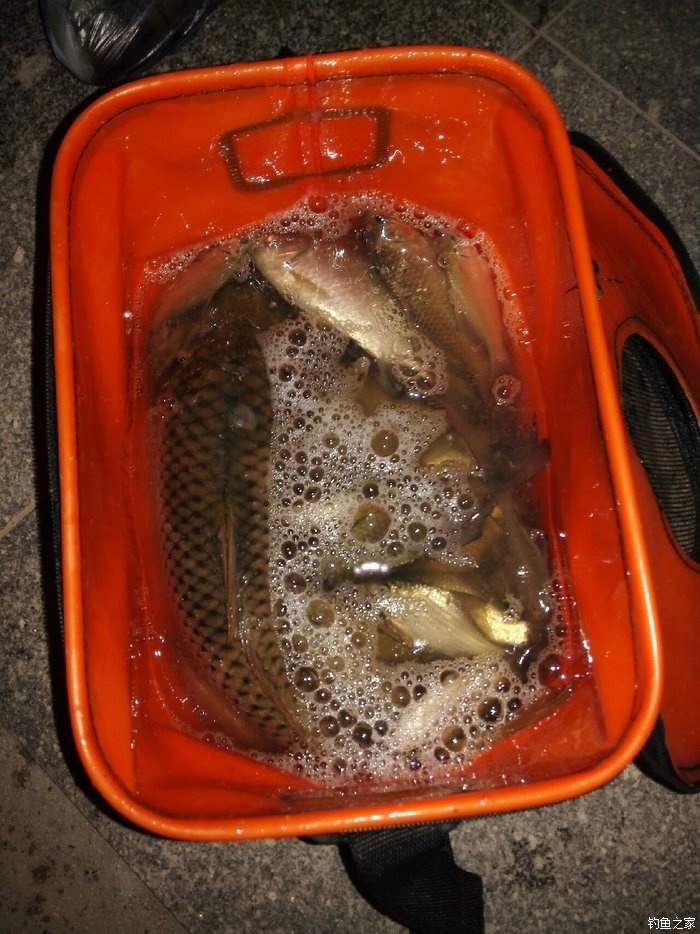 黃金鯽魚用什么餌料_黃金鯽魚餌料系數多高_黃金鯽魚餌料配方視頻