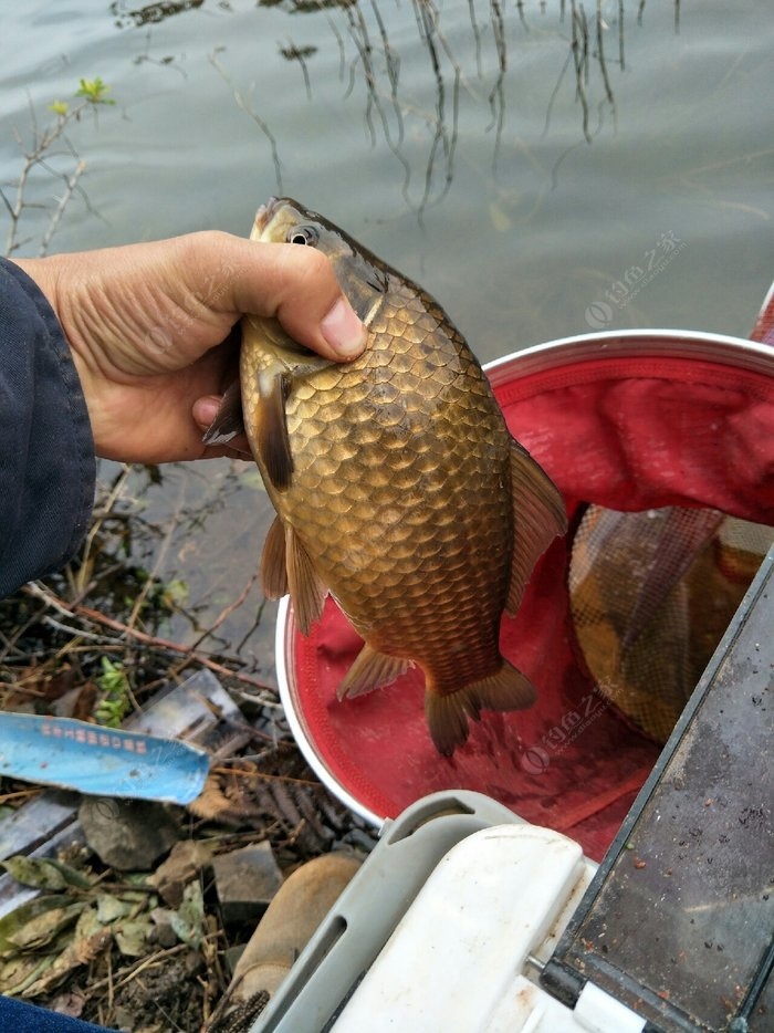 黃金鯽魚用什么餌料_黃金鯽魚餌料配方視頻_黃金鯽魚餌料系數多高