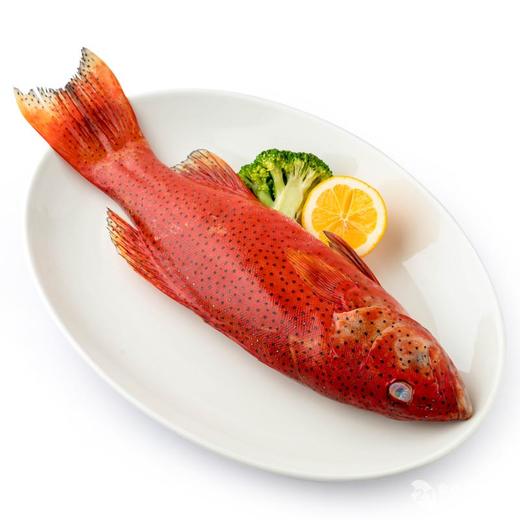 鲅魚馬鮫魚區別_怎么區分鲅魚和馬鮫魚_鲅魚和馬鮫魚的區別