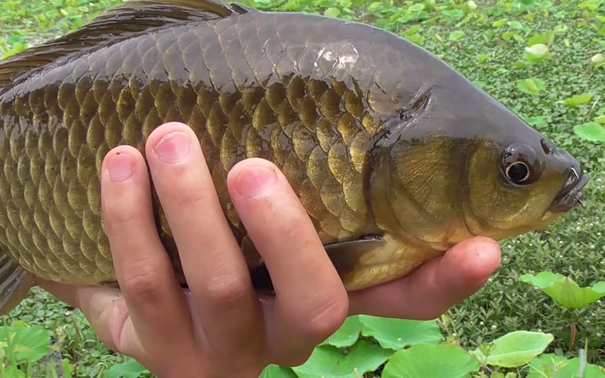 羅非魚為什么那么便宜_羅非魚這么便宜_羅非魚市場價多少