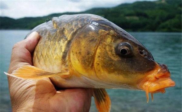 釣鯉魚打窩打多少合適_釣鯉魚打窩用什么效果最好_釣鯉魚如何打窩?