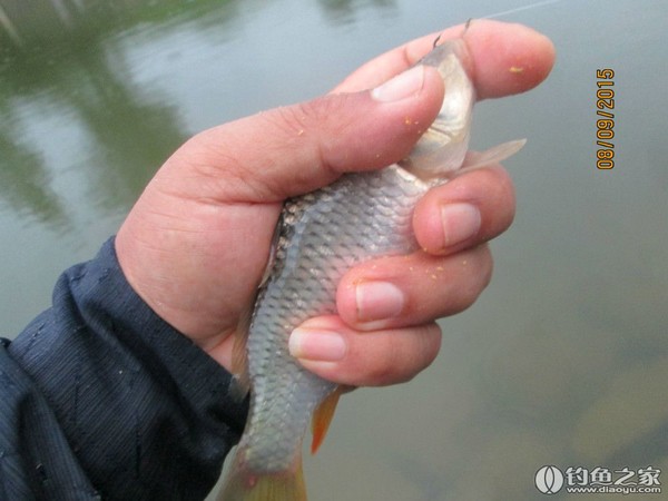 黃金鯽魚餌料配方_黃金鯽魚餌料系數多高_黃金鯽魚餌料配方視頻
