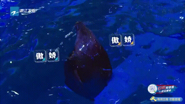 鲅魚和馬鮫魚的區別_鲅魚和馬鮫魚怎么樣分辨_怎么區分鲅魚和馬鮫魚