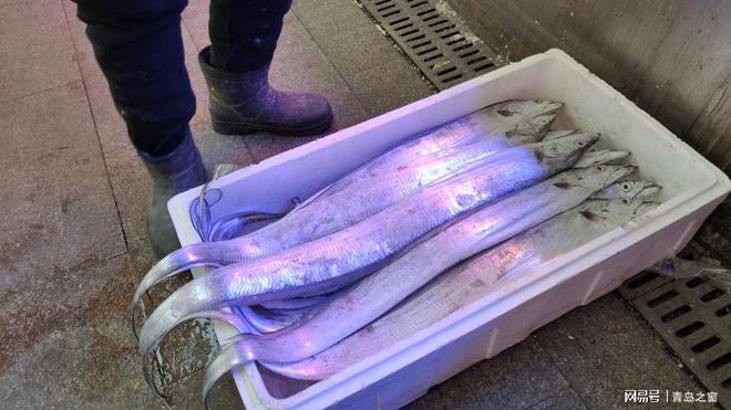 怎么區分鲅魚和馬鮫魚_鲅魚和馬鮫魚的區別_鲅魚和馬鮫魚怎么樣分辨
