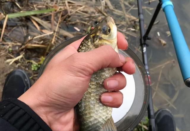 鯽魚上鉤魚漂是什么狀態_鯽魚怎么釣上魚快_鯽魚上浮怎么垂釣