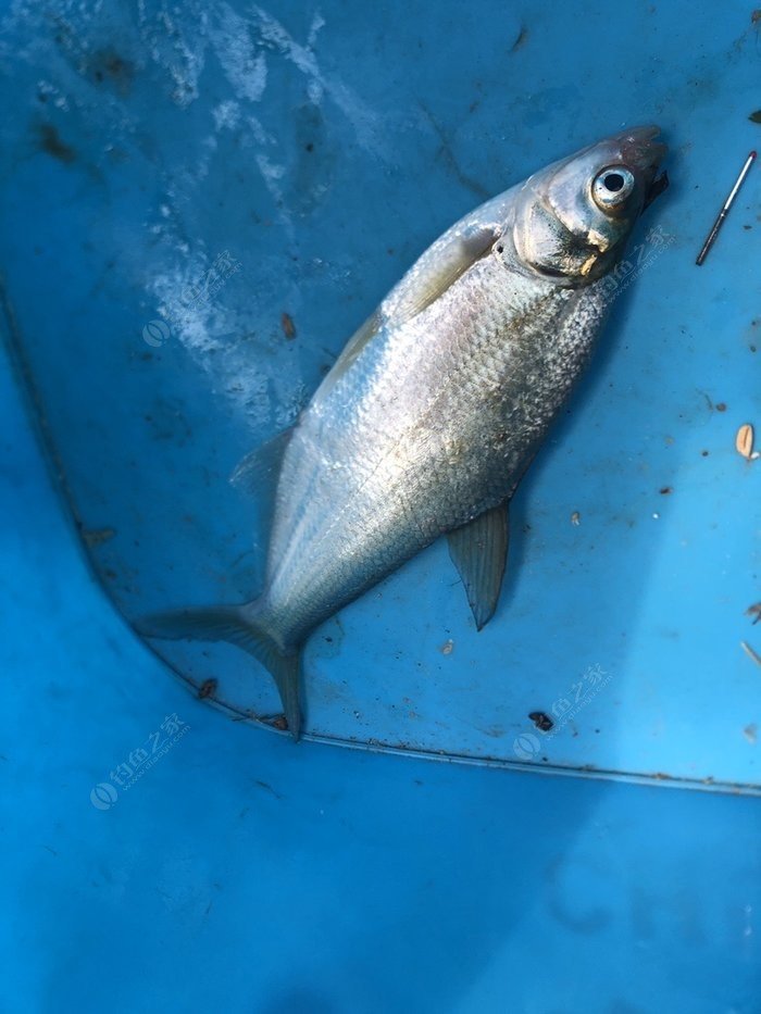 釣鯉魚子線用幾號_釣鯉魚主線子線多粗_釣鯉魚用幾號主線和子線