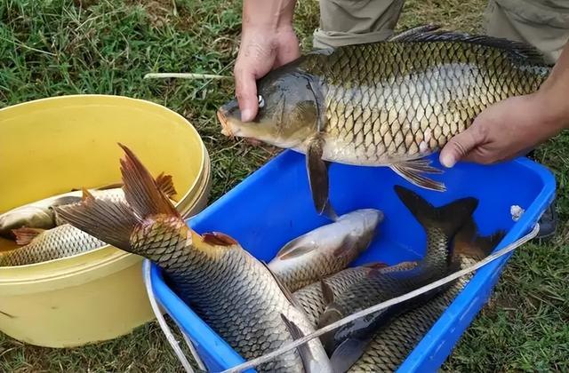 釣鯉魚用幾號主線和子線_釣鯉魚子線用幾號_釣鯉魚主線子線多粗