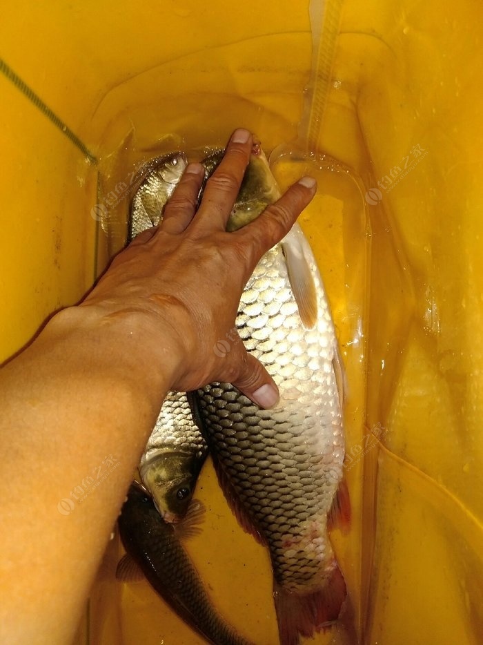 黑坑大棚設計圖_黑坑大棚釣魚視頻_大鵬帶你去黑坑釣魚