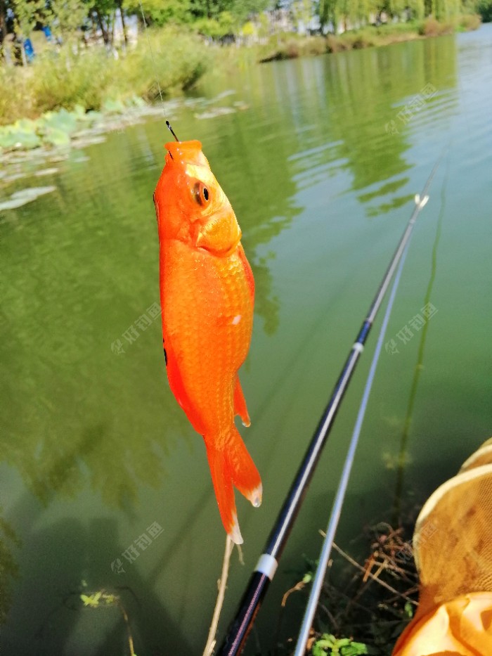 大鵬帶你去黑坑釣魚_黑坑大棚設計圖_黑坑大棚釣魚視頻