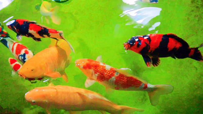 魚到底是什么_鳑鲏魚是什么魚_魚是是什么