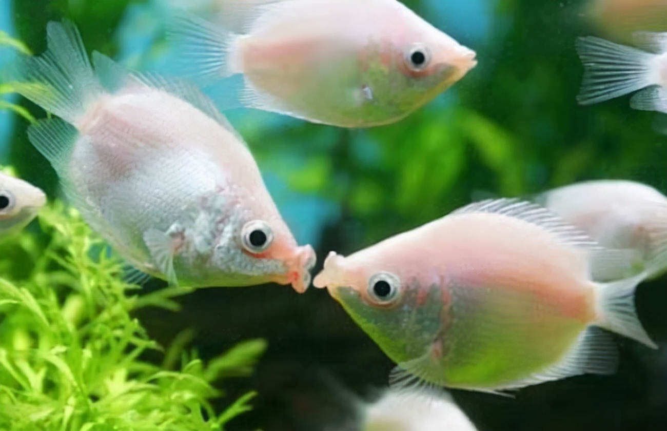 魚是是什么_魚到底是什么_鳑鲏魚是什么魚
