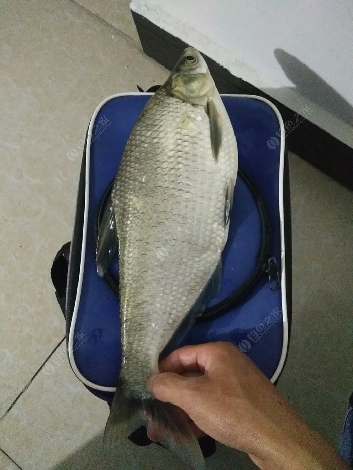 為什么不建議用玉米釣魚_釣魚用玉米好嗎_釣魚玉米建議用幾號鉤