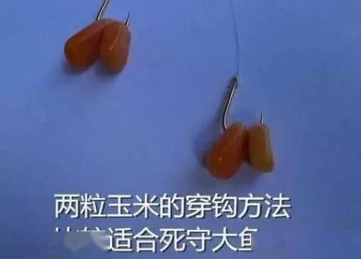 為什么不建議用玉米釣魚_釣魚用玉米好嗎_釣魚玉米建議用幾號鉤