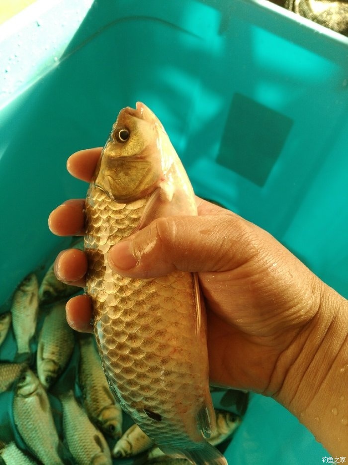 幾月鯽魚產卵_鯽魚幾月份產卵結束_鯽魚產卵是什么季節