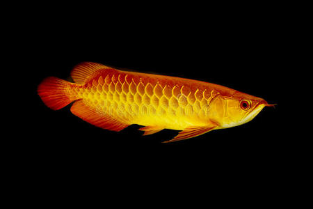 黃金鯽魚一年能長多大_多大鯽魚能黃金長大_多大的鯽魚