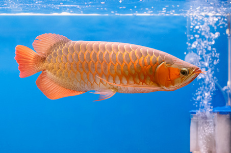 黃金鯽魚一年能長多大_多大的鯽魚_多大鯽魚能黃金長大