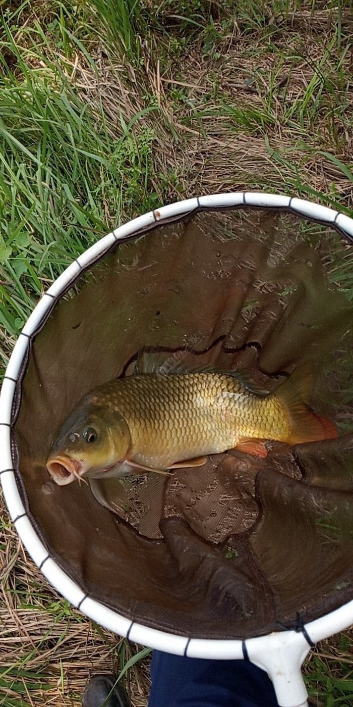 磯釣竿釣大魚視頻_磯竿釣大魚視頻_磯竿中大魚視頻