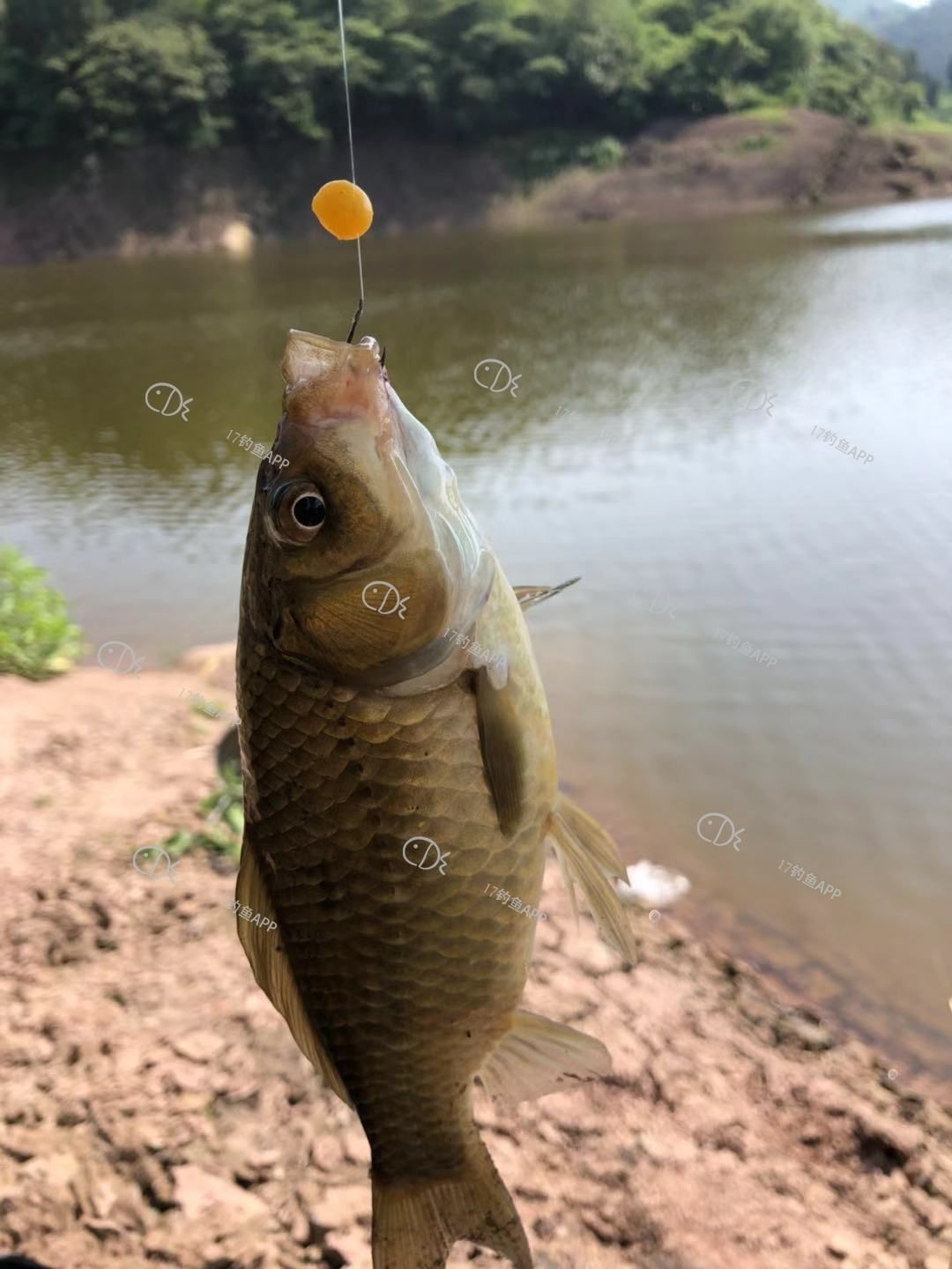 磯釣竿釣大魚視頻_磯竿中大魚視頻_磯竿釣大魚視頻