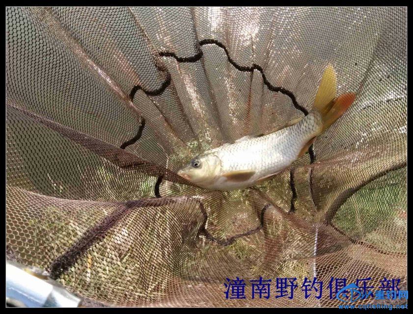 磯竿中大魚視頻_磯竿釣大魚視頻_磯釣竿釣大魚視頻