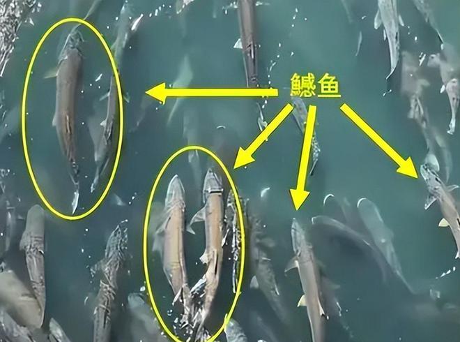如何預防白點病擴散_預防白點病的方法是什么_白點病的原因和防治方法