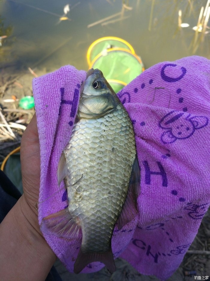 野釣鯉魚小藥什么牌子的好_釣鯉魚小藥排名_釣鯉魚小藥排行榜