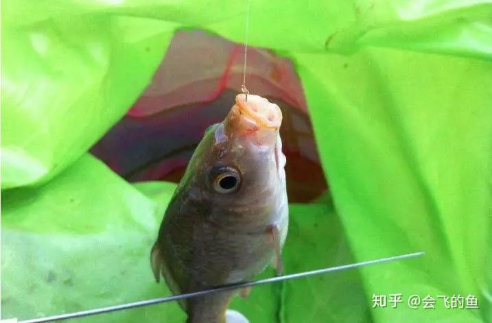 掛鉤顆粒餌料草魚可以用嗎_掛顆粒釣草魚_草魚餌料顆粒掛鉤