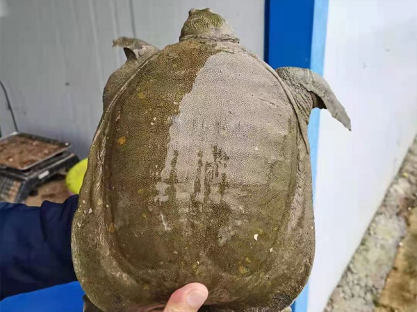 甲魚現在市場價格是多少錢一斤_甲魚價格多少錢一斤_甲魚的價錢