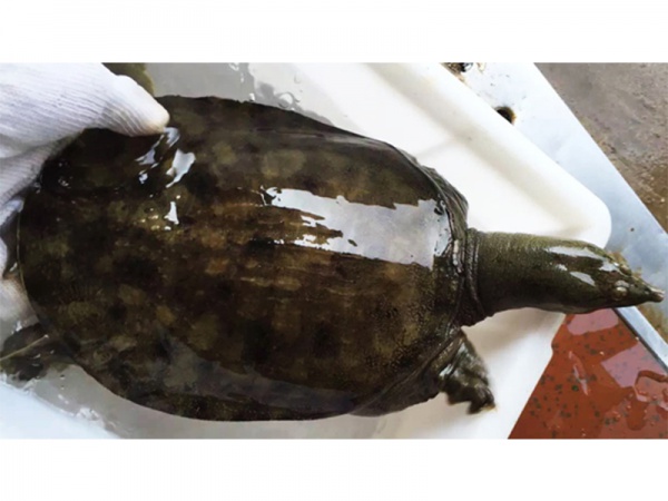 甲魚現在市場價格是多少錢一斤_甲魚的價錢_甲魚價格多少錢一斤