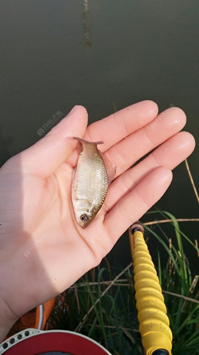 掛顆粒釣草魚_草魚餌料顆粒掛鉤_掛鉤顆粒餌料草魚怎么用