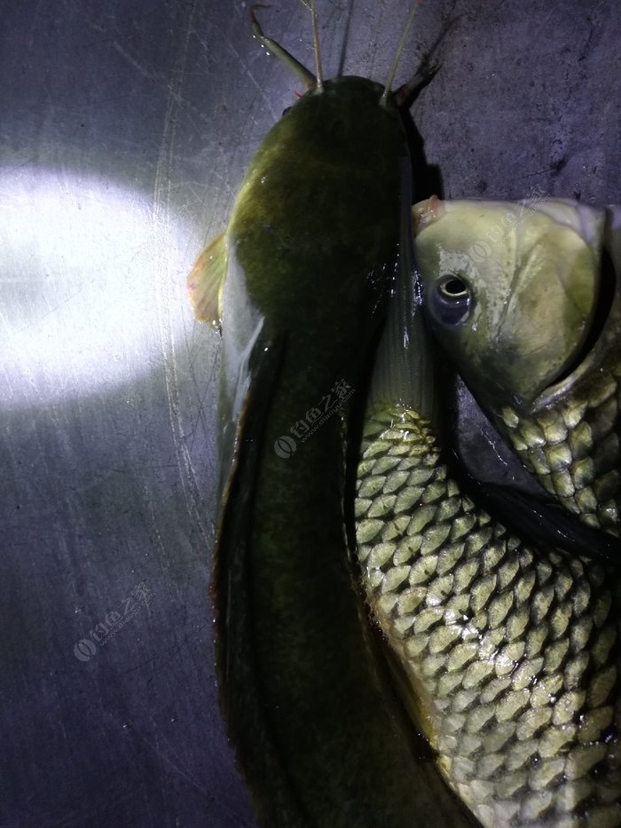 釣魚餌料怎么掛鉤不會散_魚餌掛鉤就掉了是不是水放多了_釣魚餌料掛鉤會散怎么辦