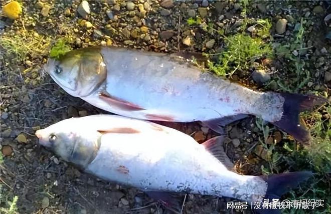 羅非魚刺有沒有毒_羅非魚刺扎手_羅非魚刺多嗎