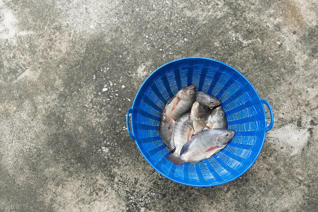 羅非魚刺有沒有毒_羅非魚刺扎手_羅非魚刺多嗎