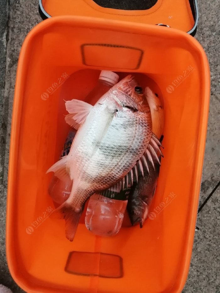 深圳釣魚海釣_深圳海釣底釣_海釣深圳