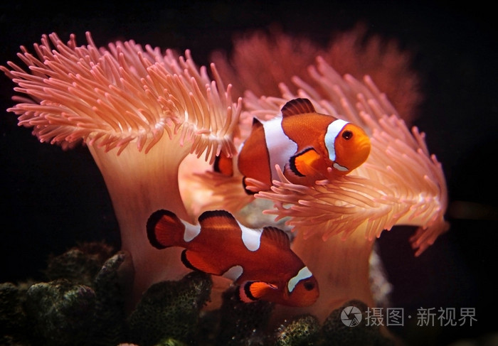 魚炮是起什么作用的_炮彈魚是什么魚_各種炮彈魚會打架嗎
