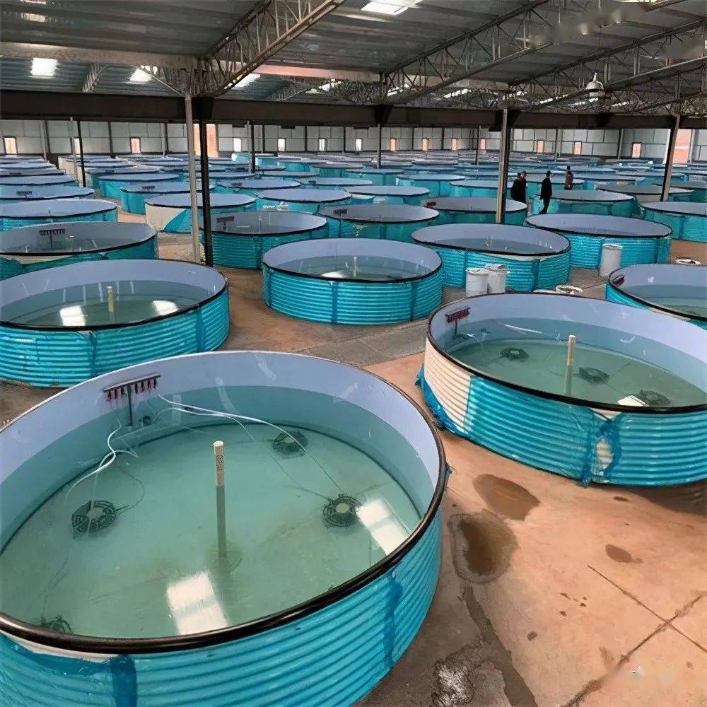 養殖甲魚的成本及利潤_養殖甲魚資金需要交稅嗎_甲魚養殖需要多少資金