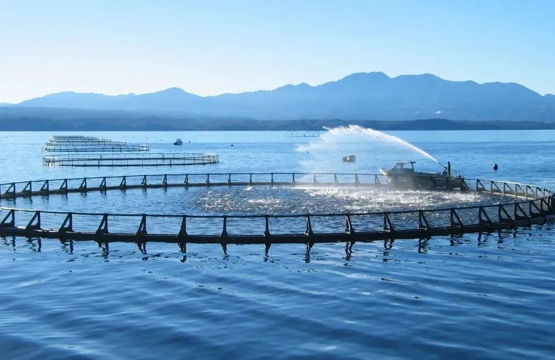 養殖甲魚的成本及利潤_養殖甲魚資金需要交稅嗎_甲魚養殖需要多少資金