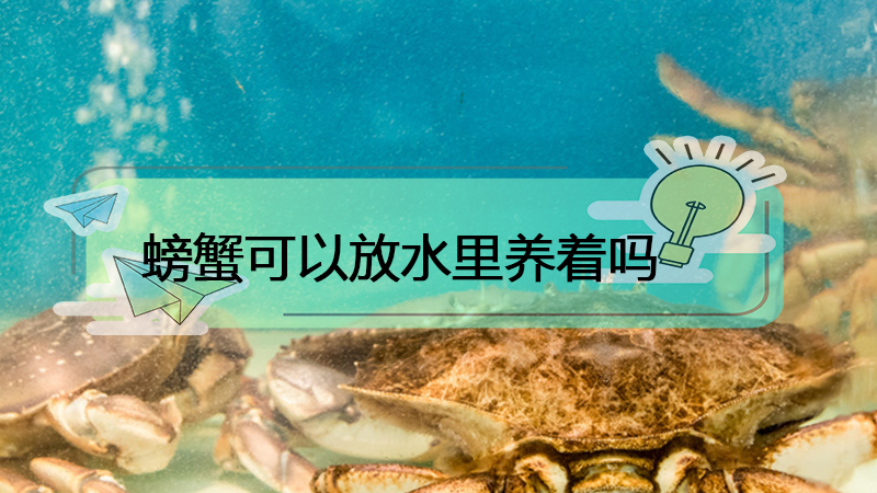 螃蟹腮長在哪里圖片_螃蟹腮長在哪_螃蟹的腮長在哪里