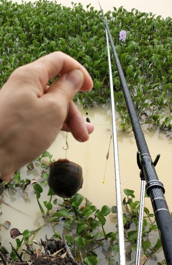 假鰈魚對身體有害嗎_假鳡魚是什么魚_鰈魚與假鰈魚的區別