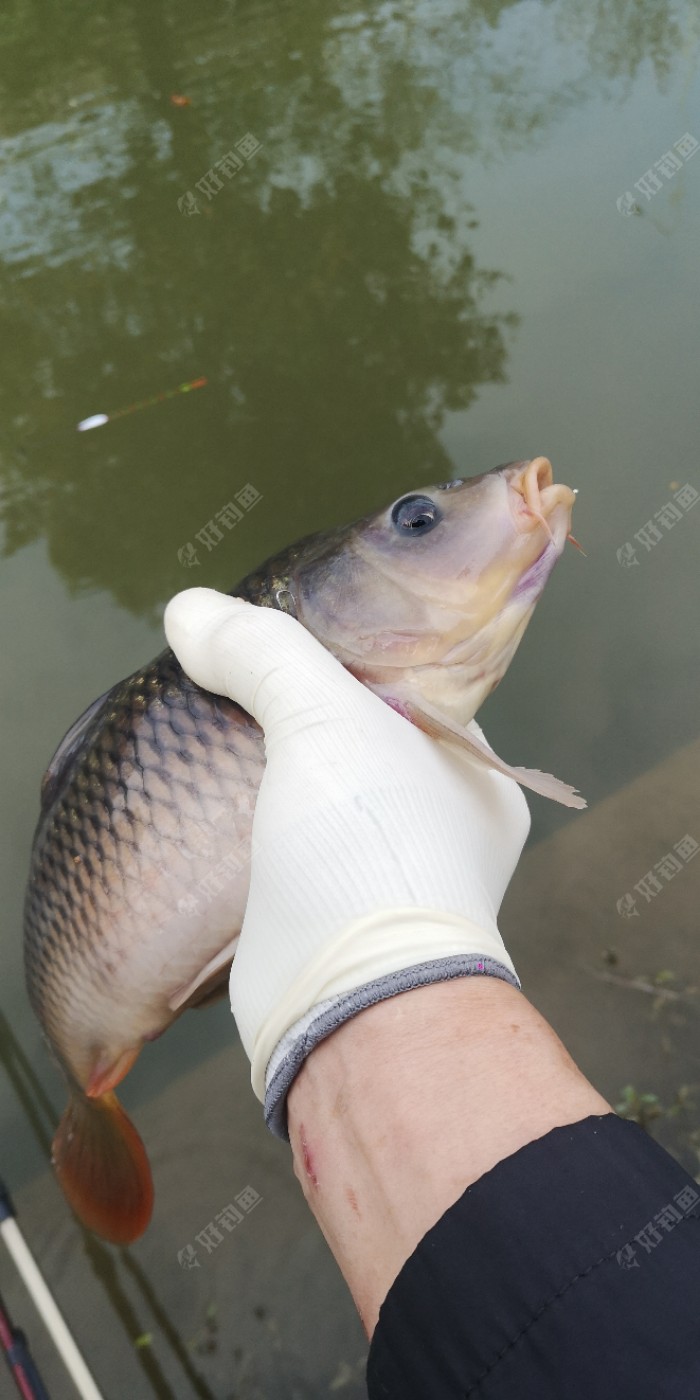 假鰈魚對身體有害嗎_鰈魚與假鰈魚的區別_假鳡魚是什么魚