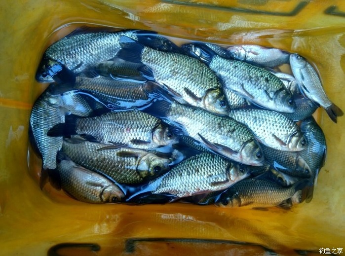 釣鯉魚老三樣魚餌怎么配_野釣鯉魚用老三樣好用嗎_鯉魚餌料老三樣