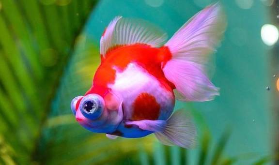 鯉魚鲊是什么意思_建鯉是什么魚_ll鯉魚