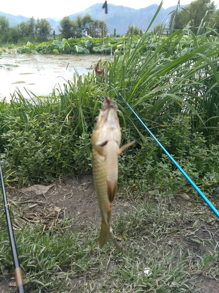 朝天魚鉤的綁法圖解_朝天鉤簡單綁法_朝天鉤如何綁魚線