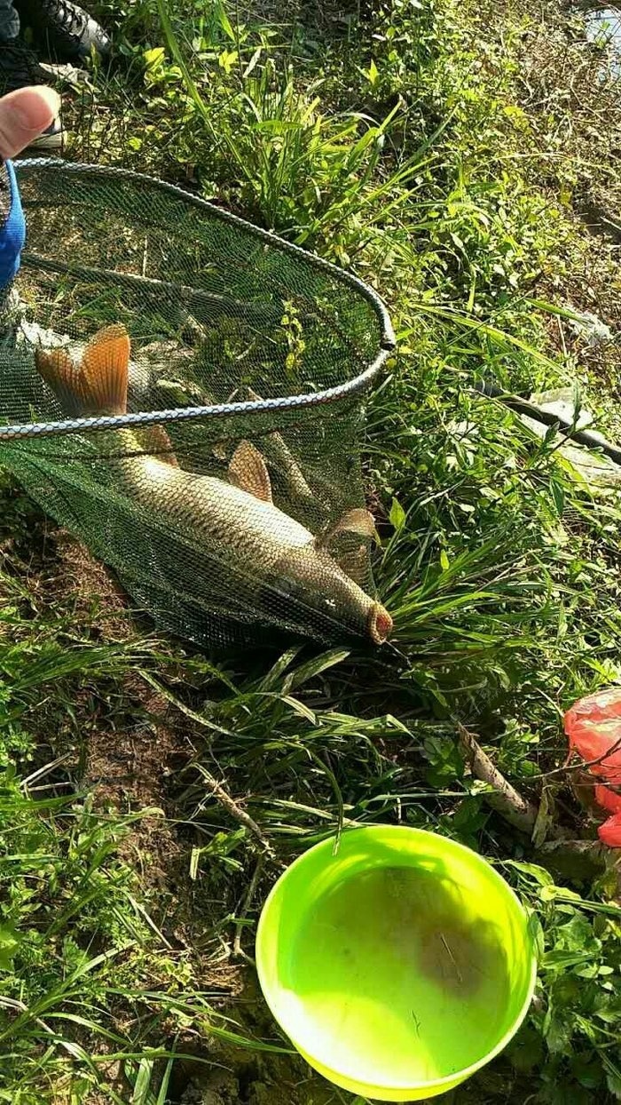 花生釣鯉魚配方枯萎怎么辦_花生釣鯉魚的制作方法_花生枯釣鯉魚配方