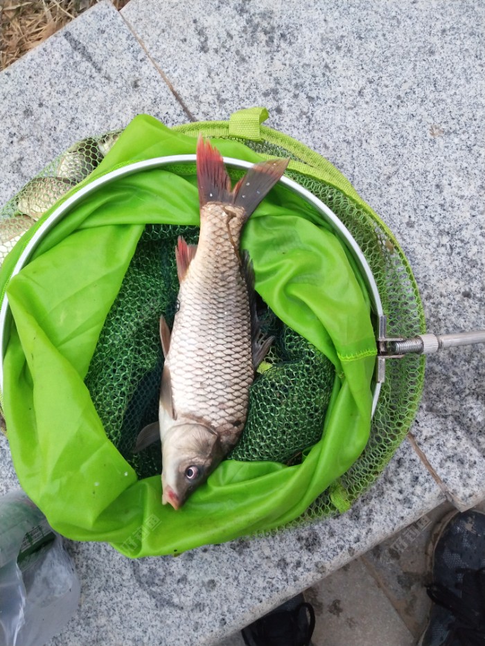 花生釣鯉魚配方枯萎怎么辦_花生枯釣鯉魚配方_花生釣鯉魚的制作方法