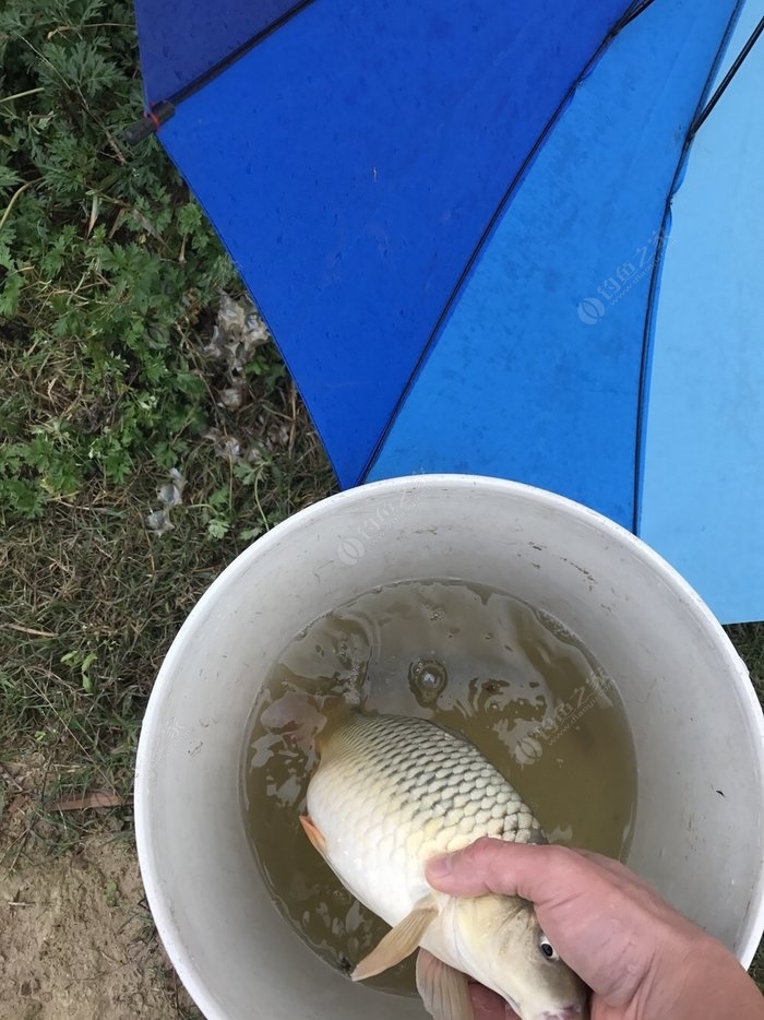 花生枯釣鯉魚配方_花生枯釣大鯉魚_花生釣鯉魚的制作方法