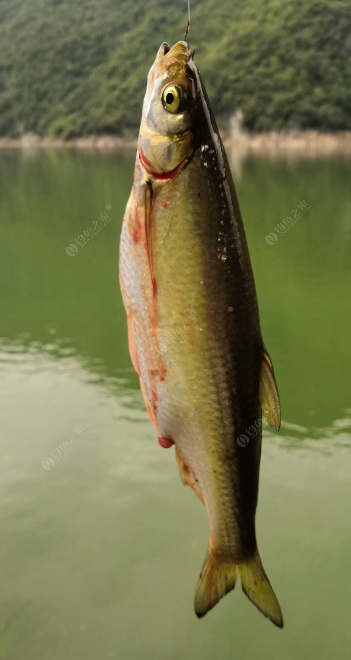 假鳡魚是什么魚_假的鰈魚到底是什么魚_假鳡魚和真鳡魚圖片